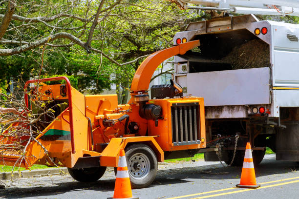 Best Tree Preservation Services  in Fabens, TX